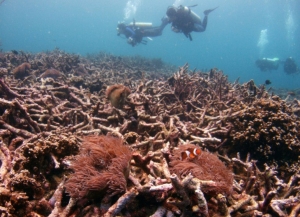 صخره‌های مرجانی در سراسر جهان سفید شدن انبوه را تجربه می‌کنند