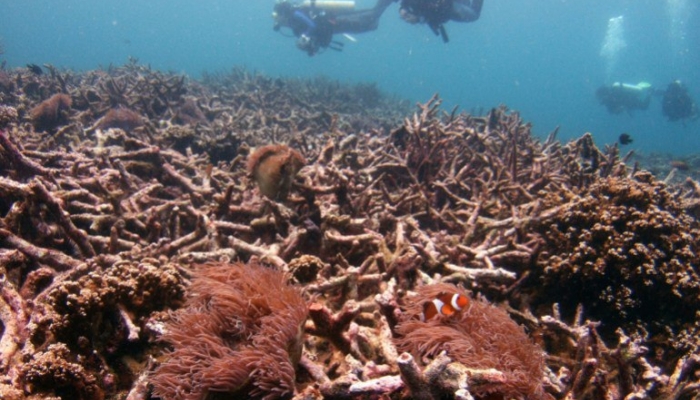 صخره‌های مرجانی در سراسر جهان سفید شدن انبوه را تجربه می‌کنند